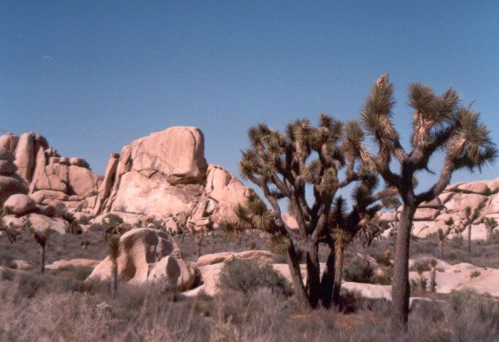 ../Images/198.Joshua Tree Natl. Mon.jpg